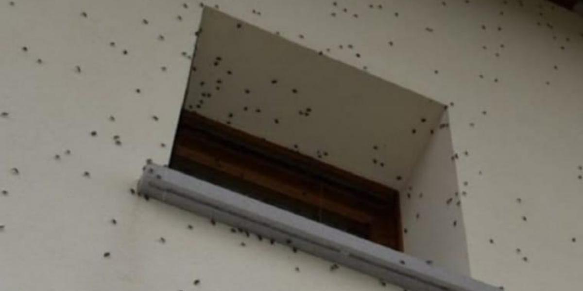 Cimice asiatica, invasione in Campania